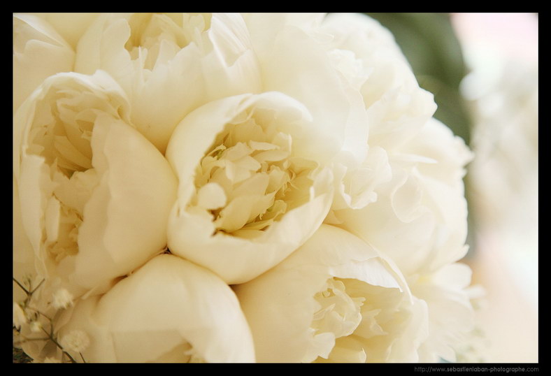 Bouquet Fleur Mariage Photographe Mariage